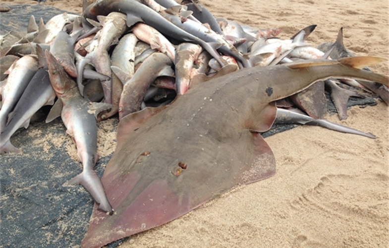 sharks caught in Gabon CREDIT Caleb McClennen WCS